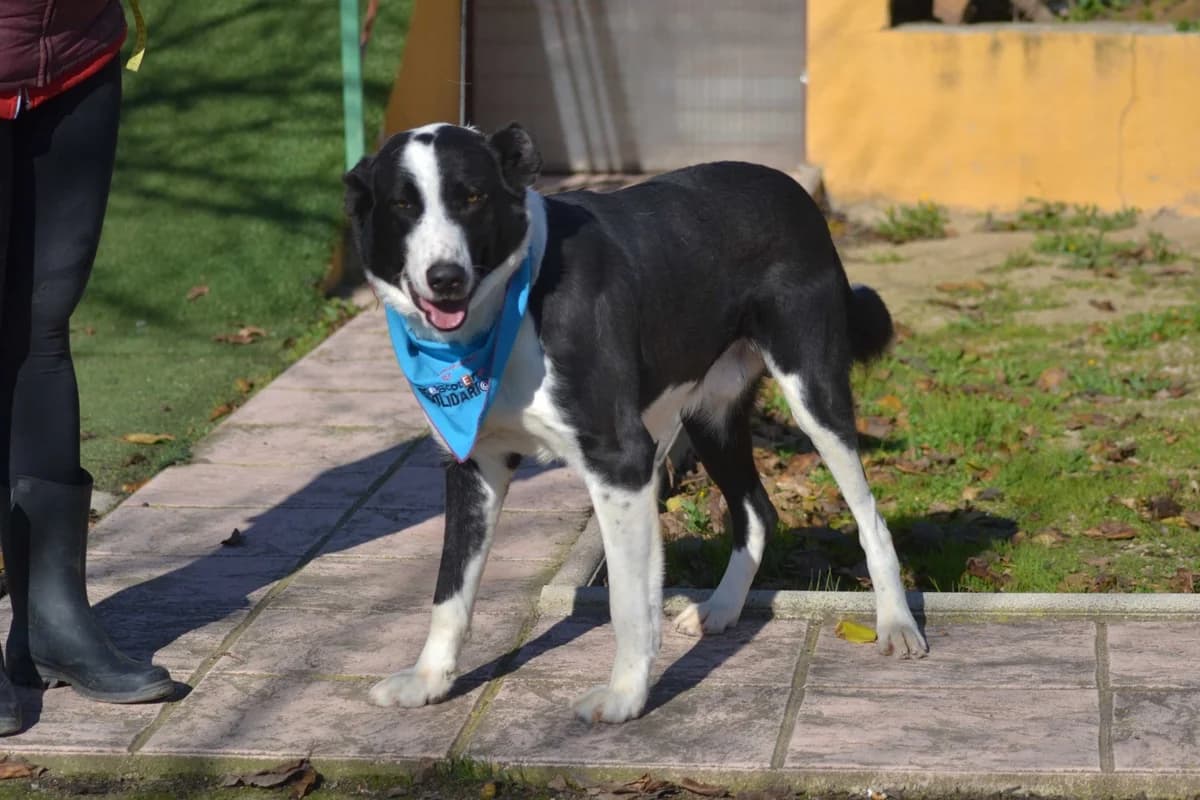 Silo, male Mixed Breed for adoption at Tierheimhelden — photo 6 of 9