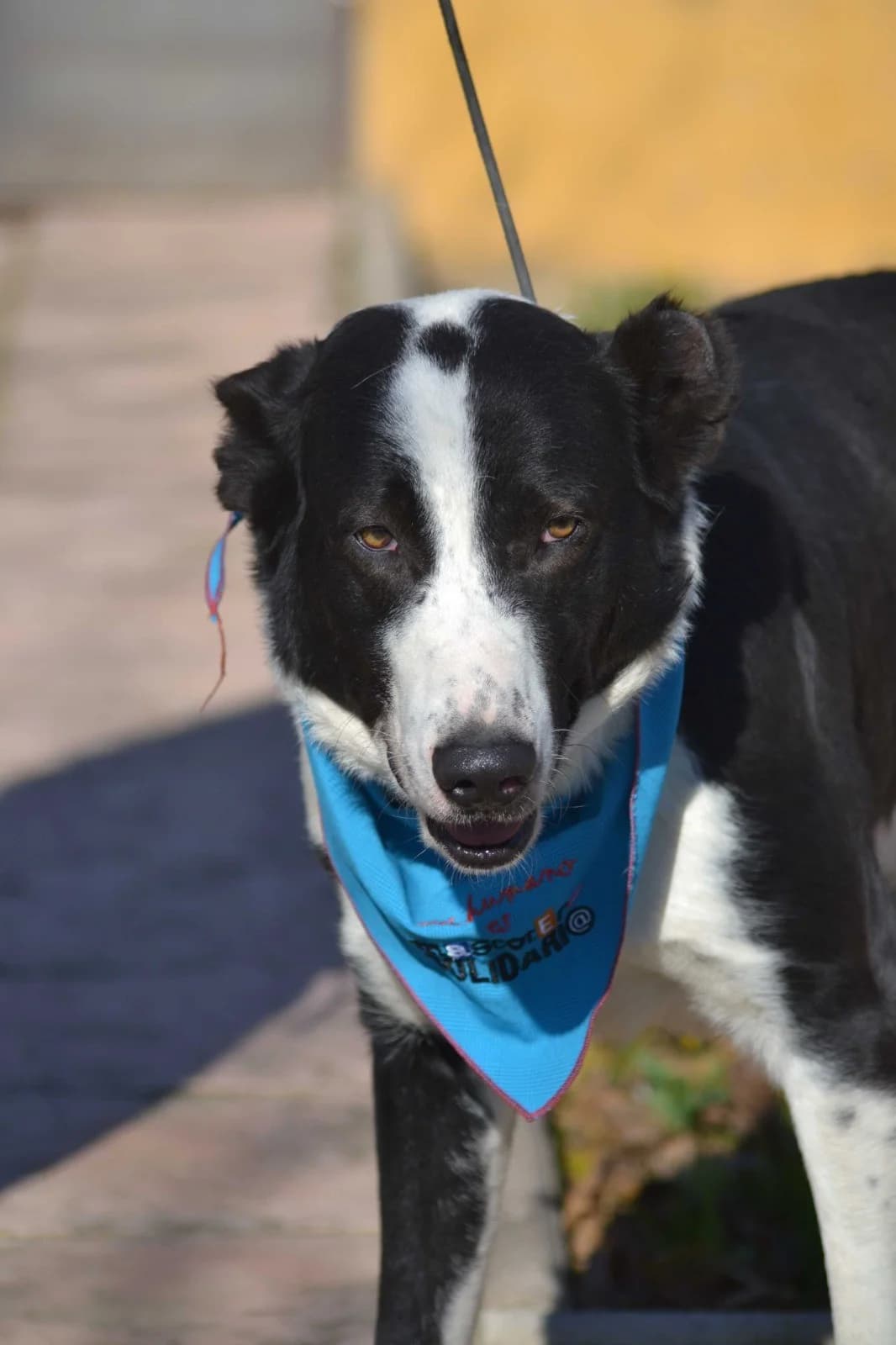 Silo, male Mixed Breed for adoption at Tierheimhelden — photo 7 of 9