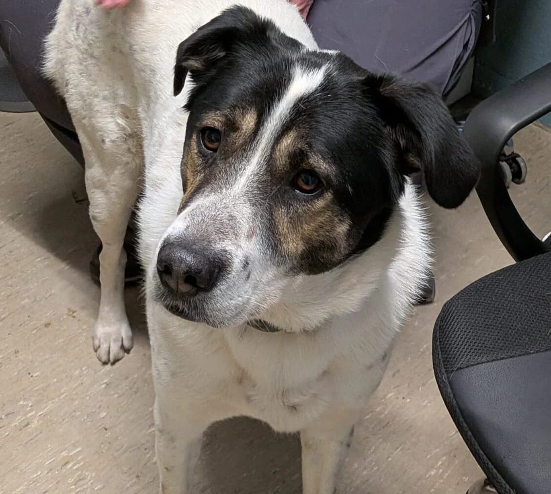 Paco, male Mixed Breed for adoption at Ria-Nickel-Tierheim Homburg, Homburg/Saar