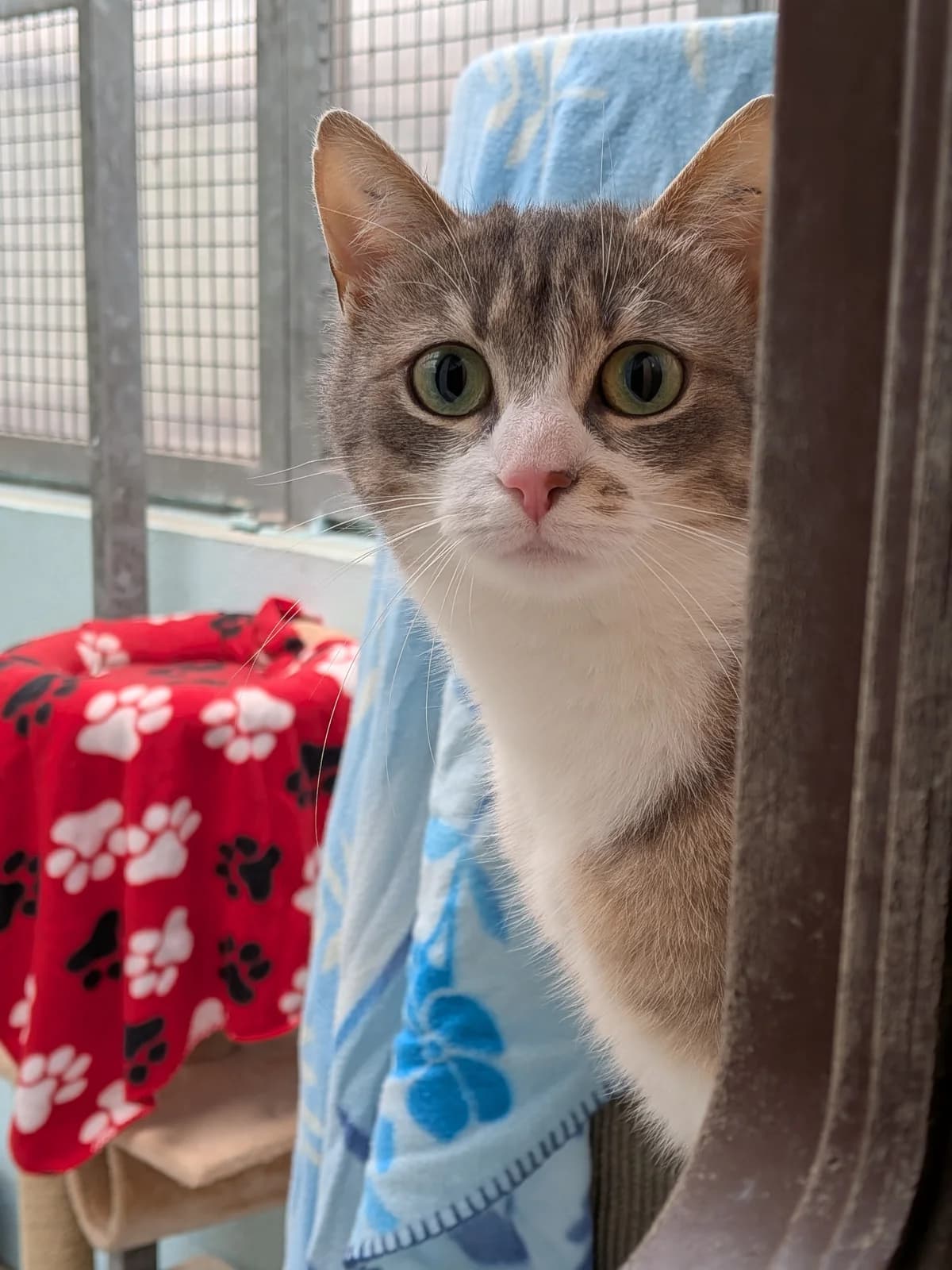 Greysy, female European Shorthair for adoption at Ria-Nickel-Tierheim Homburg, Homburg/Saar