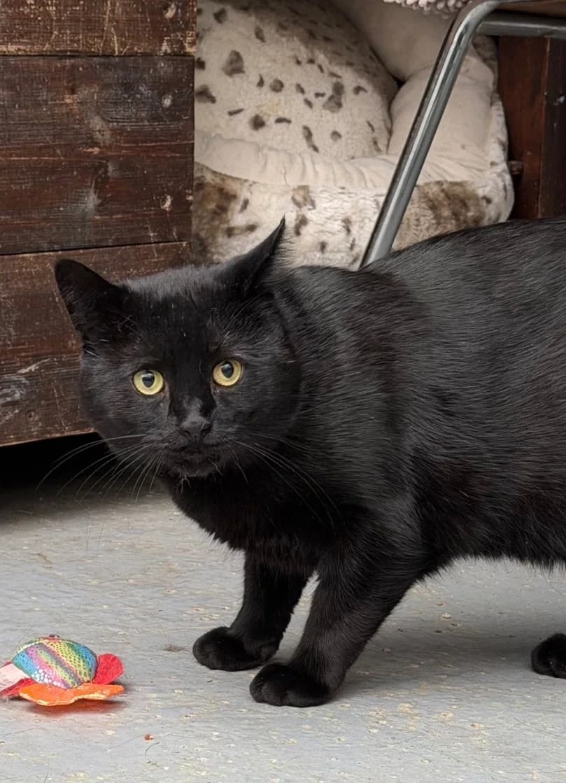 Tobias, male young European Shorthair for adoption at Ria-Nickel-Tierheim Homburg, Homburg/Saar