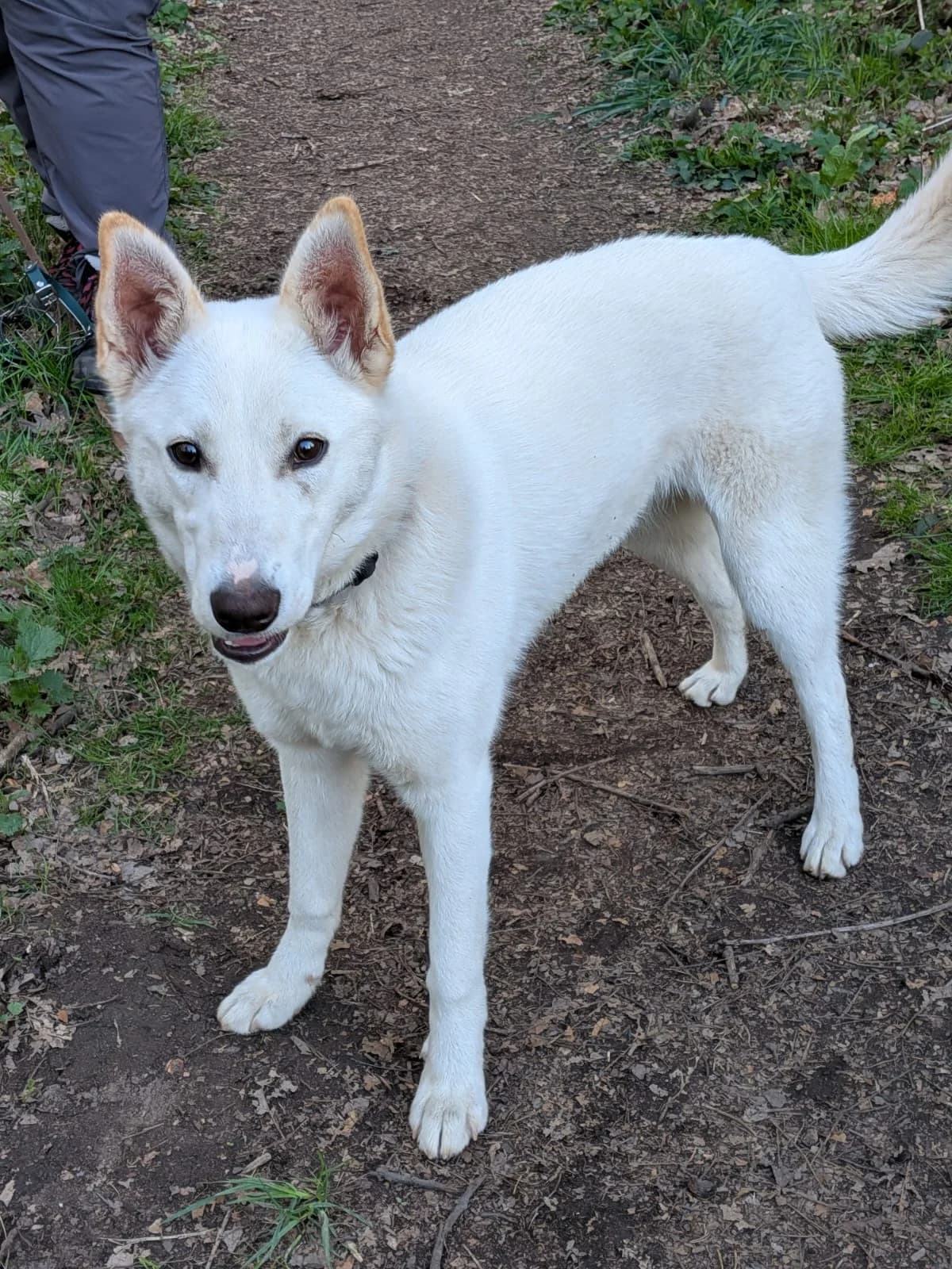Kira, female mixed breed for adoption at Ria-Nickel-Tierheim Homburg, Homburg/Saar