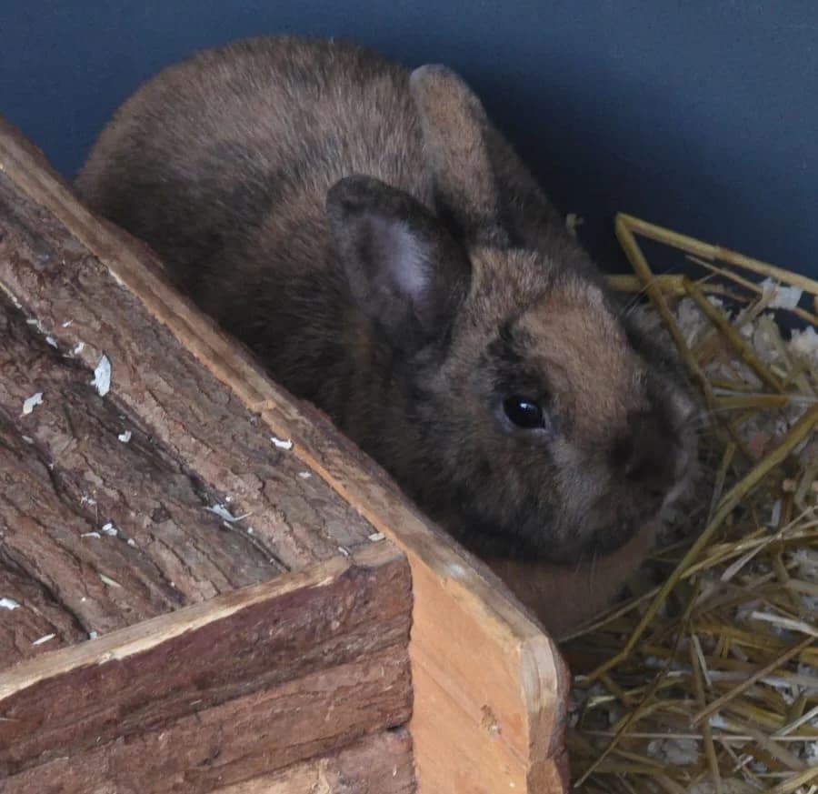 Floppy + Floppy, male young mixed breed for adoption at Ria-Nickel-Tierheim Homburg, Homburg/Saar