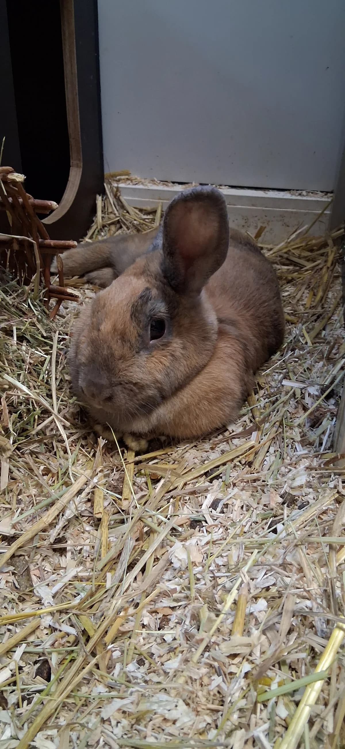 Tessa, Tabea, Thalia, Thor, braun male mixed breed for adoption at Ria-Nickel-Tierheim Homburg, Homburg/Saar