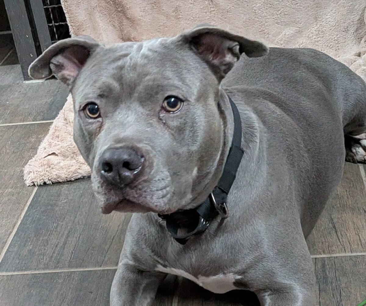 Nala, female 4yo Staffordshire Bull Terrier for adoption at Ria-Nickel-Tierheim Homburg, Homburg/Saar