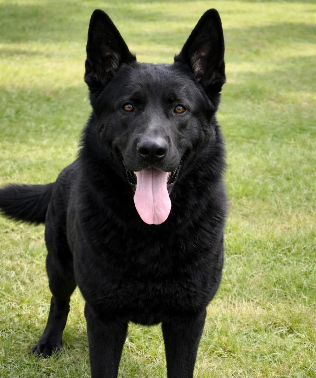 Teddy (feste Interessenten), male German Shepherd for adoption at Ria-Nickel-Tierheim Homburg, Homburg/Saar