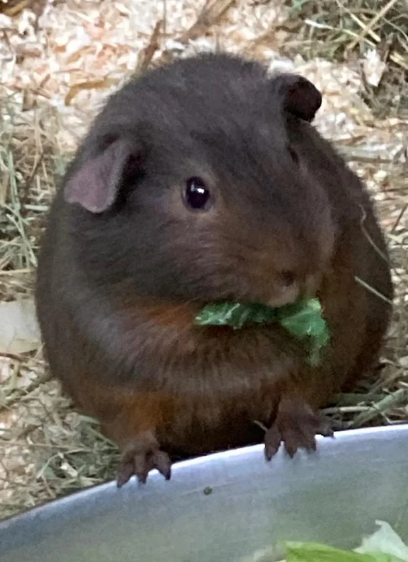 Meerschweinchen, male mixed breed for adoption at Ria-Nickel-Tierheim Homburg, Homburg/Saar