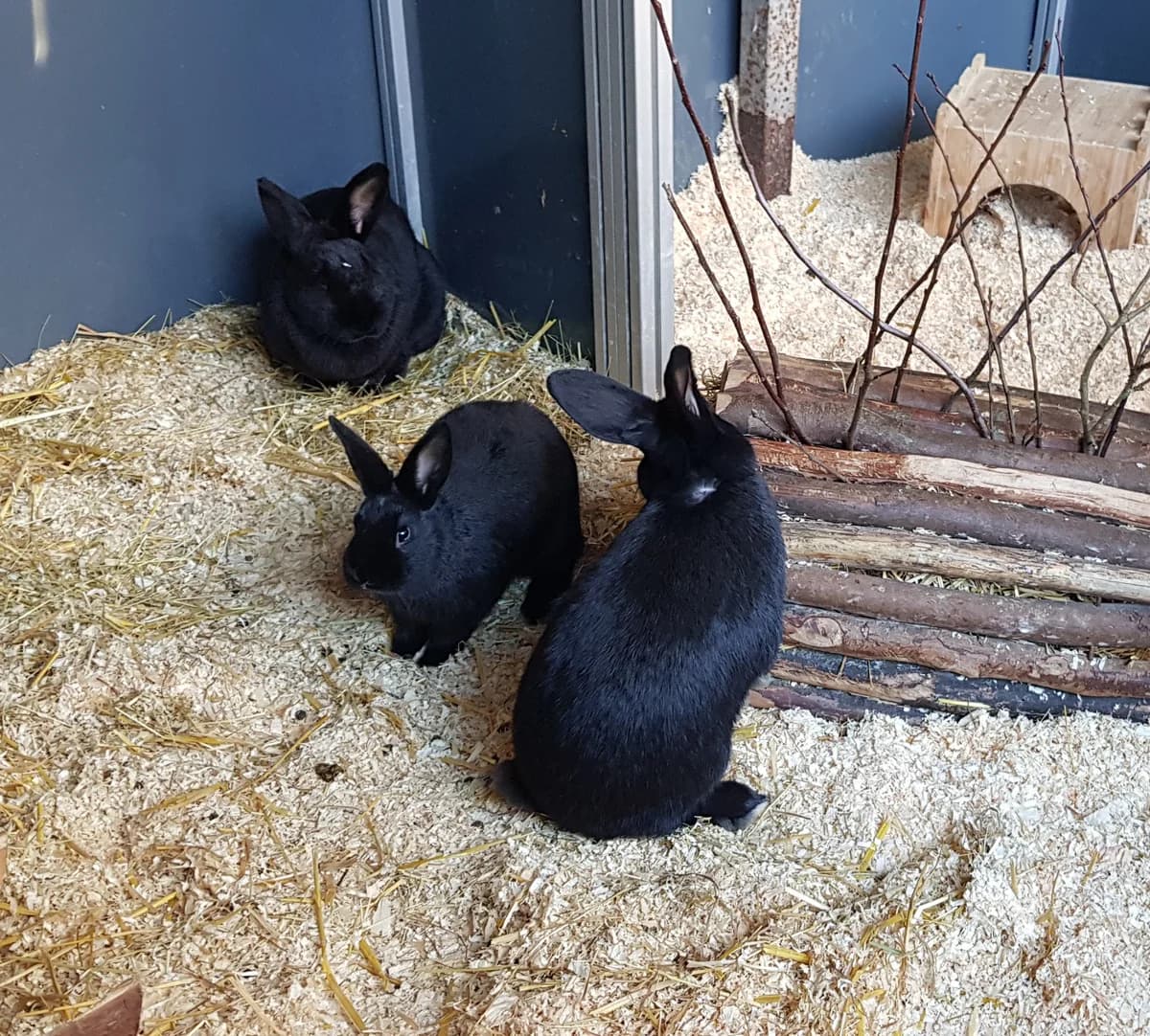 Duffy + Coca, female mixed breed for adoption at Ria-Nickel-Tierheim Homburg, Homburg/Saar