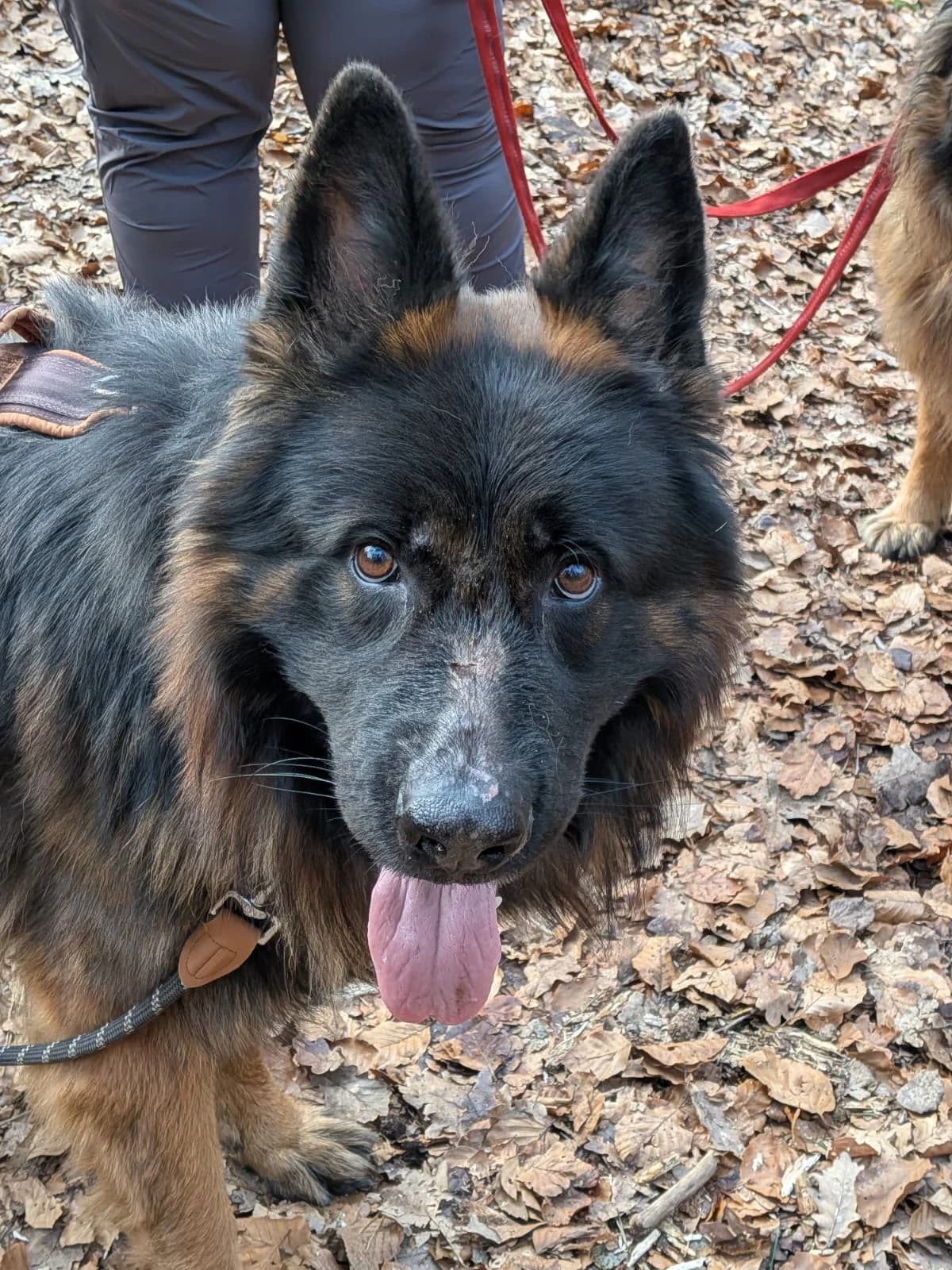 Rex, male Mixed Breed Cat for adoption at Ria-Nickel-Tierheim Homburg, Homburg/Saar