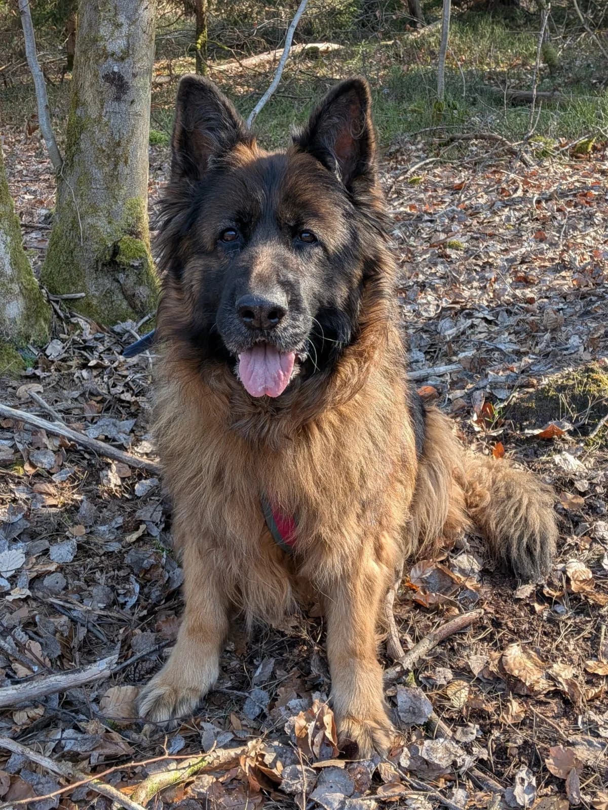 Rina, female Mixed Breed Cat for adoption at Ria-Nickel-Tierheim Homburg, Homburg/Saar