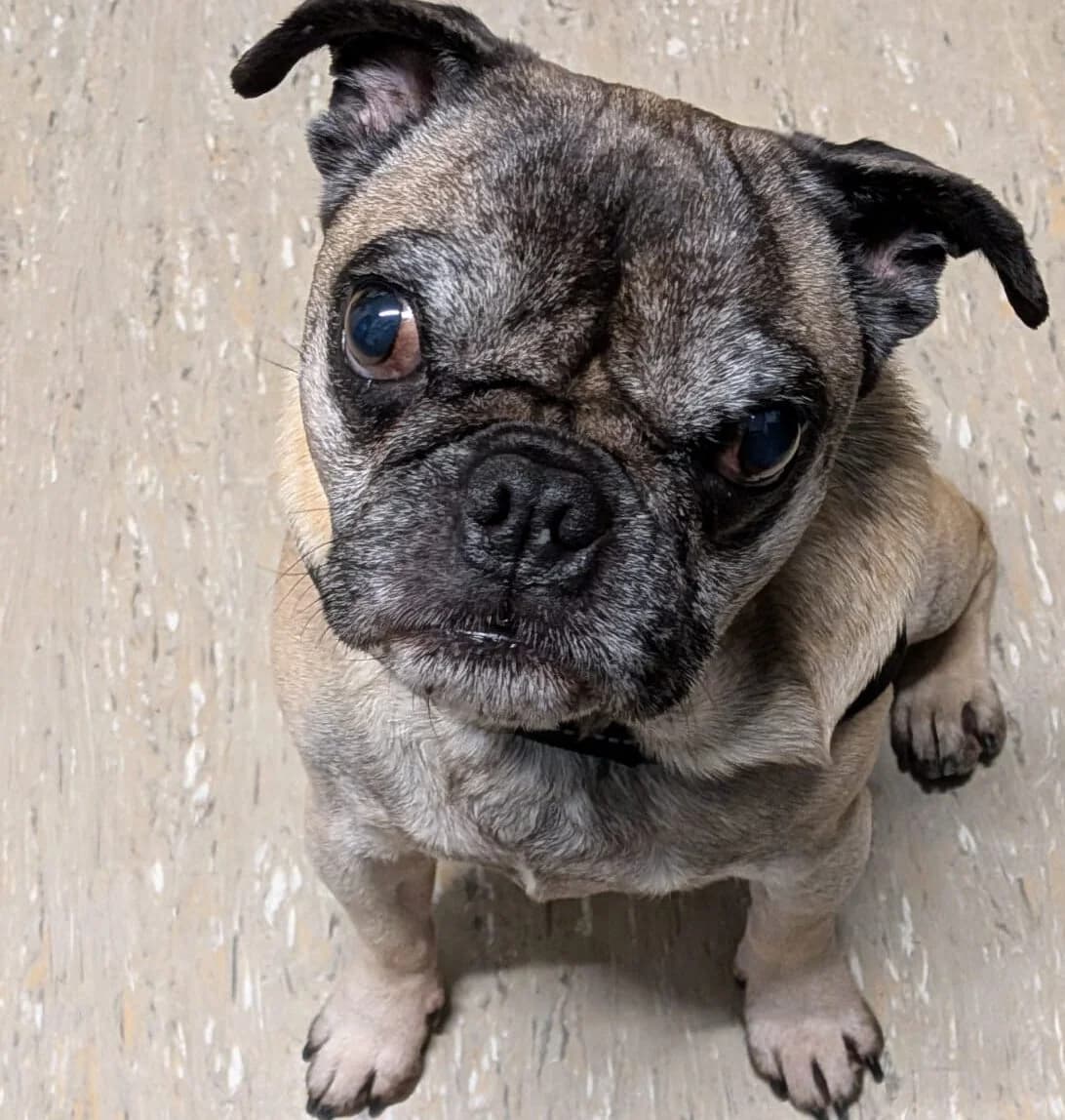 Notfall Karlchen, male Pug for adoption at Ria-Nickel-Tierheim Homburg, Homburg/Saar