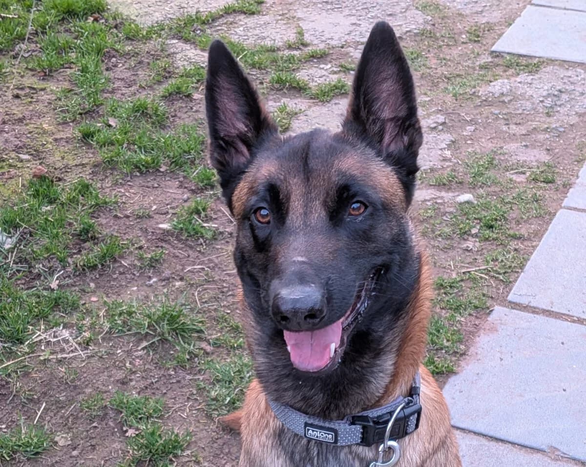 Murphy (feste Interessenten), male Belgian Malinois for adoption at Ria-Nickel-Tierheim Homburg, Homburg/Saar