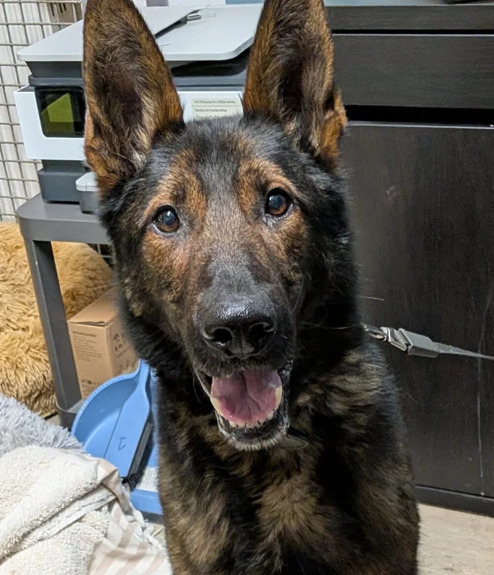 Corey, male Mixed Breed Cat for adoption at Ria-Nickel-Tierheim Homburg, Homburg/Saar