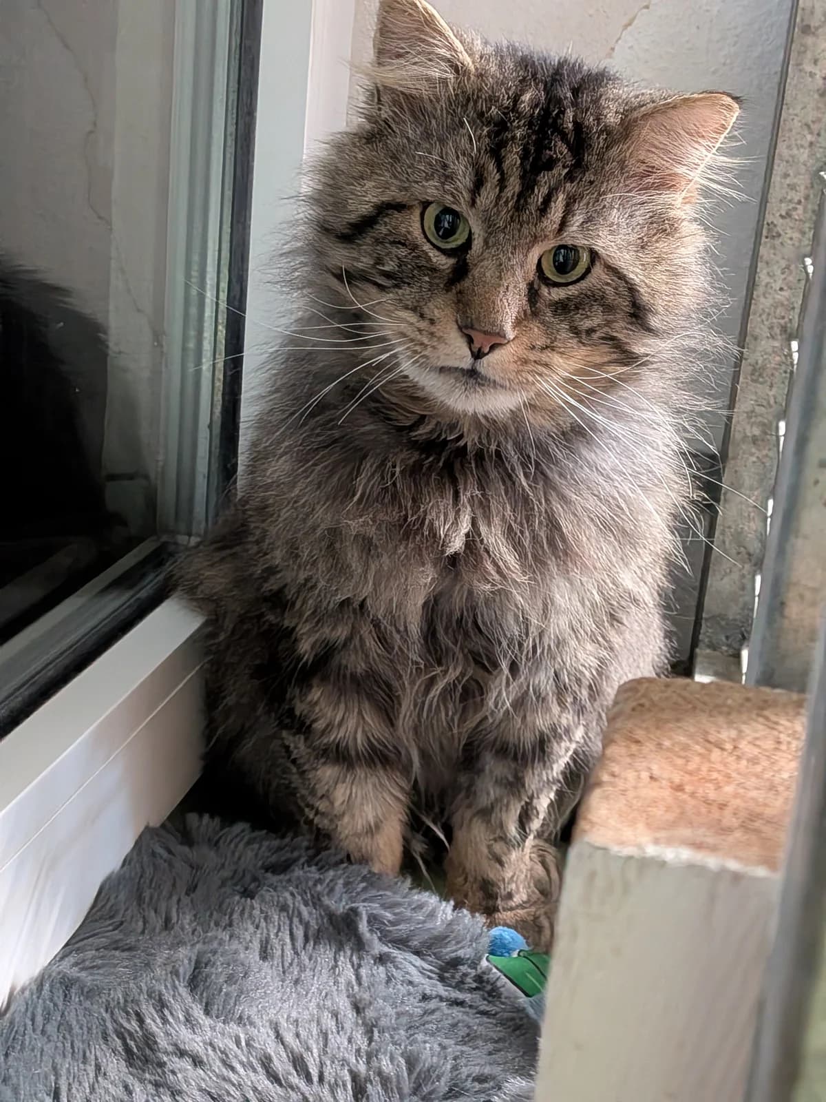 Casimir, male Norwegian Forest Cat for adoption at Ria-Nickel-Tierheim Homburg, Homburg/Saar