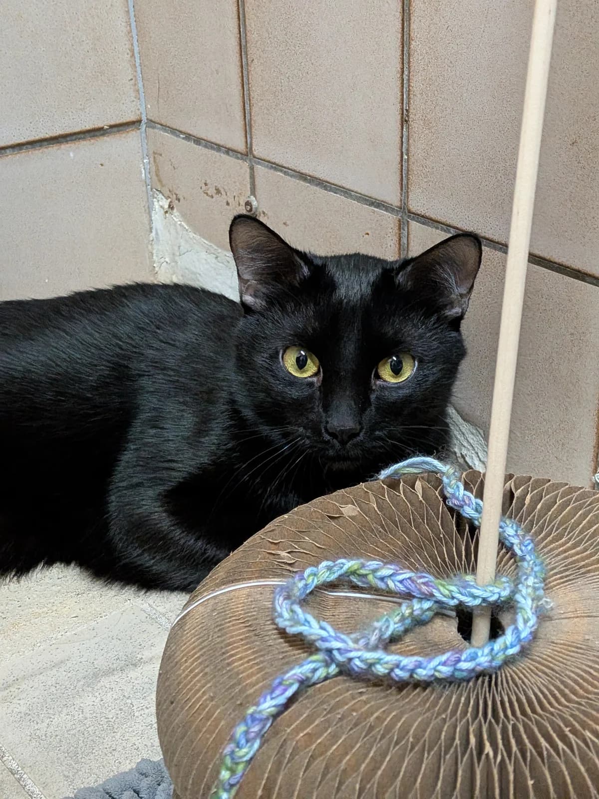 Elvis + Ella, male mixed breed for adoption at Ria-Nickel-Tierheim Homburg, Homburg/Saar