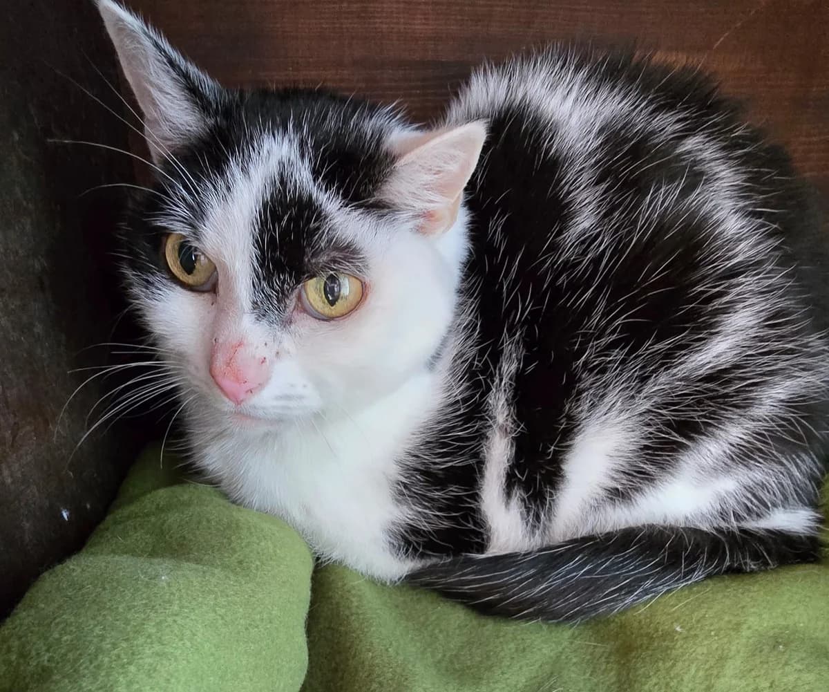 Ziggy + Marley, male British Shorthair for adoption at Ria-Nickel-Tierheim Homburg, Homburg/Saar