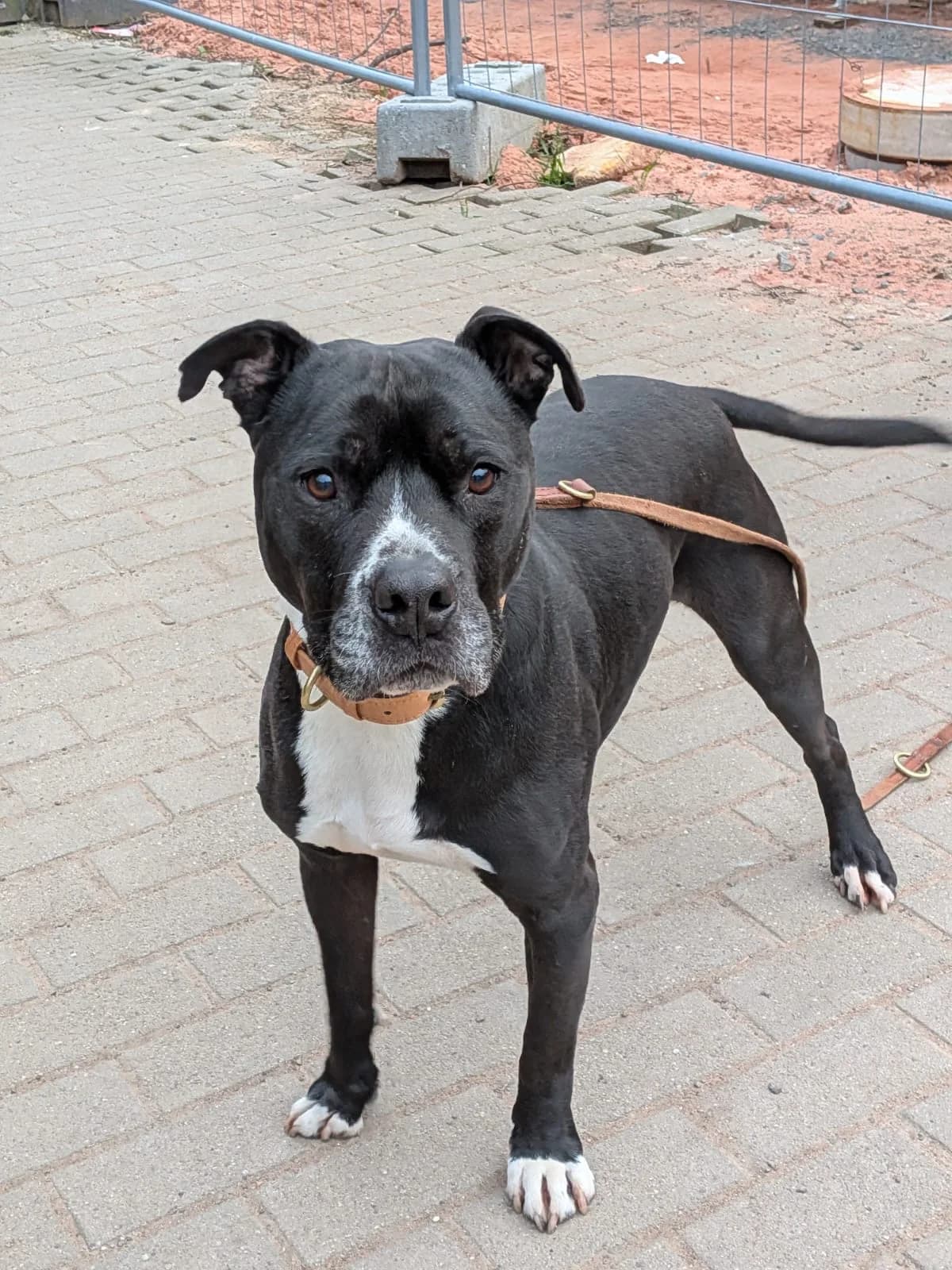 King, male 7yo mixed breed for adoption at Ria-Nickel-Tierheim Homburg, Homburg/Saar
