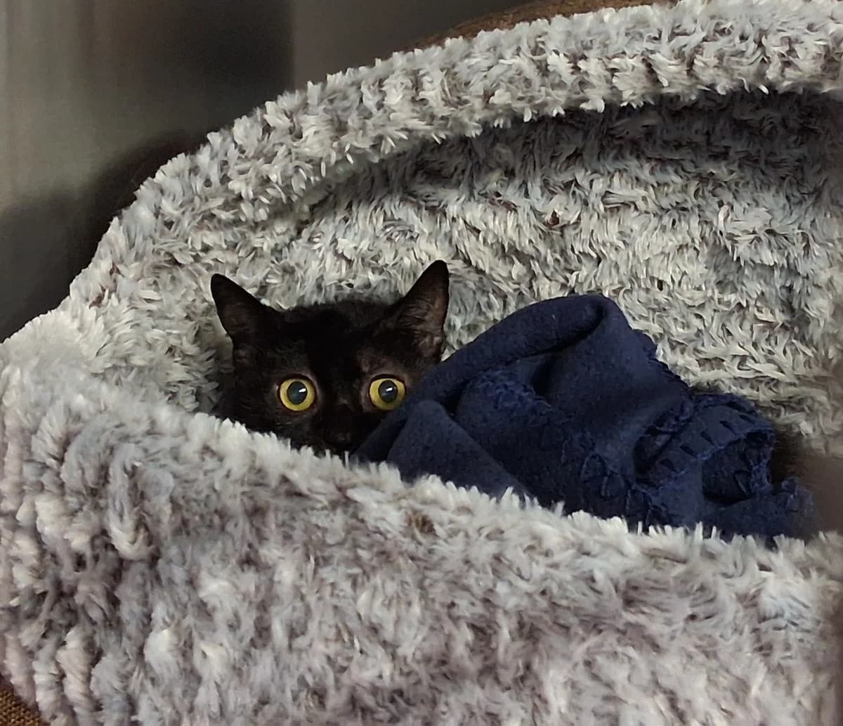 Frieda, female mixed breed for adoption at Ria-Nickel-Tierheim Homburg, Homburg/Saar