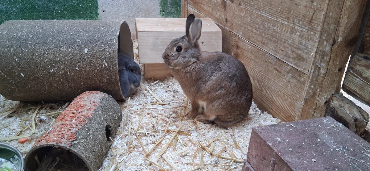 Susi + Strolchi, male mixed breed for adoption at Ria-Nickel-Tierheim Homburg, Homburg/Saar