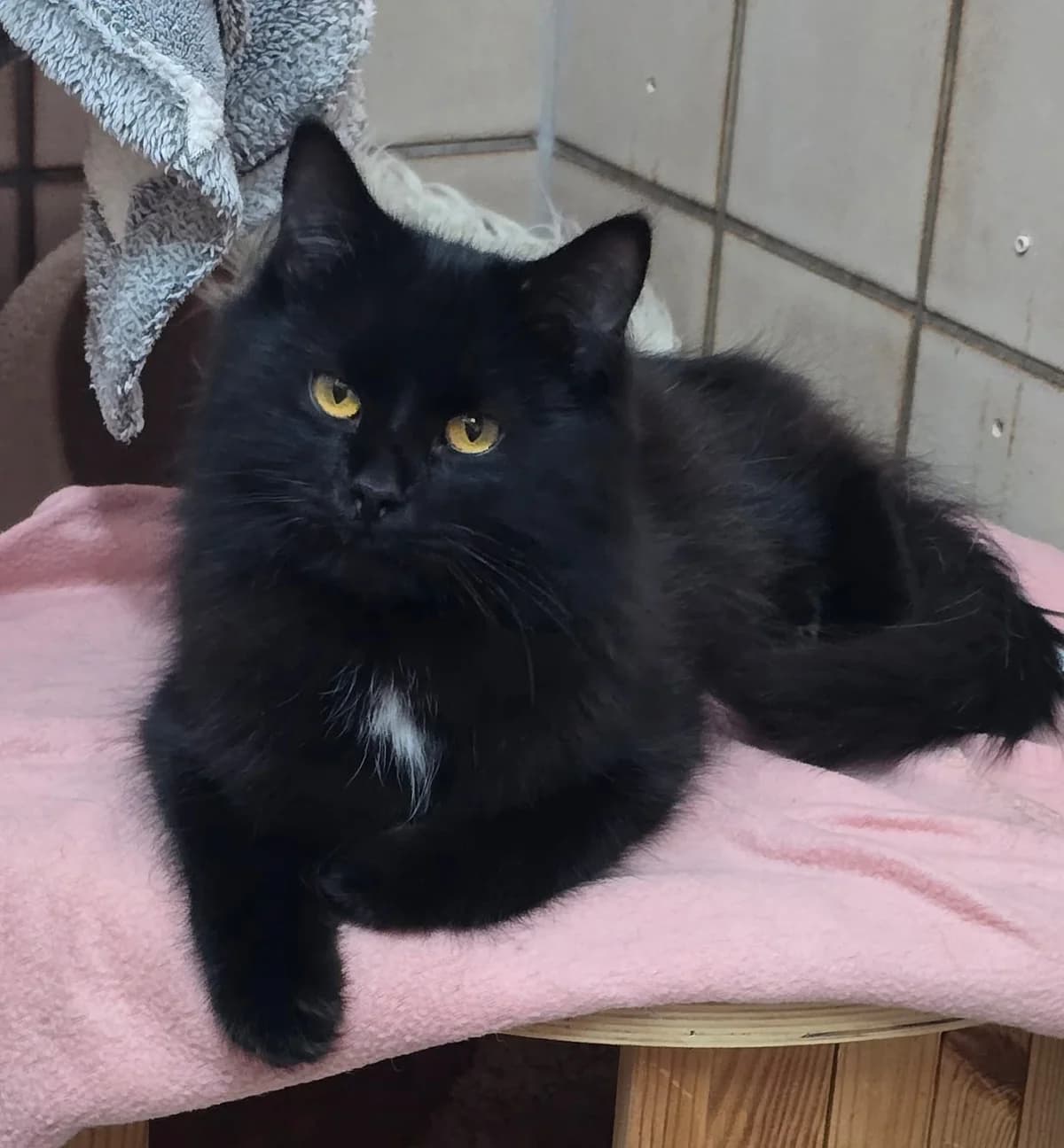 Salem, male mixed breed for adoption at Ria-Nickel-Tierheim Homburg, Homburg/Saar