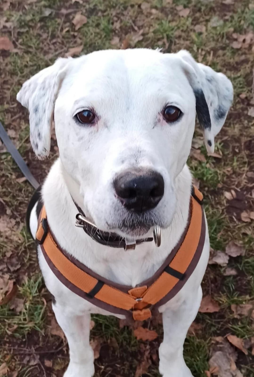 Findus, male mixed breed for adoption at Ria-Nickel-Tierheim Homburg, Homburg/Saar