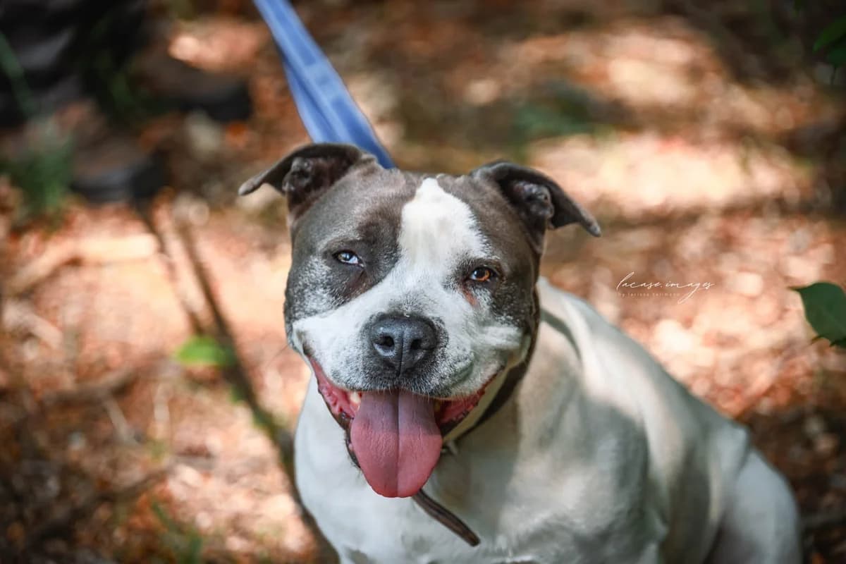 Gismo, male mixed breed for adoption at Ria-Nickel-Tierheim Homburg, Homburg/Saar