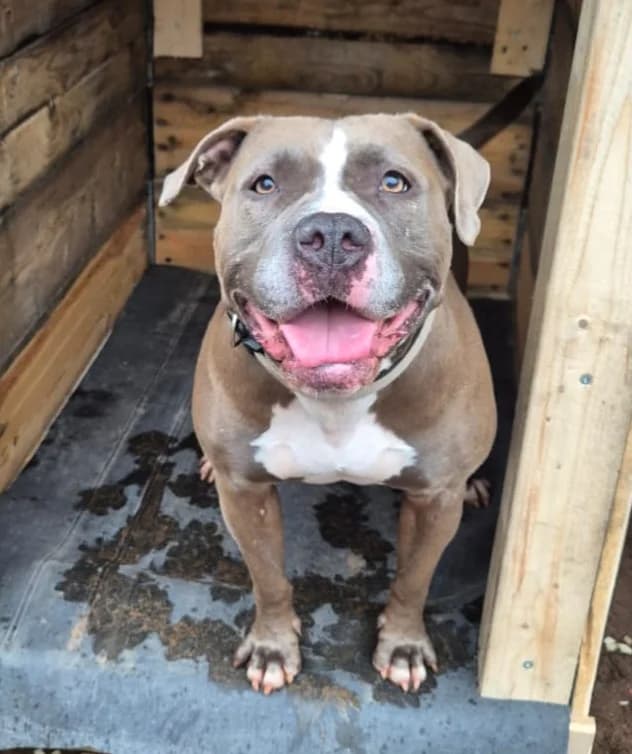 Ami, female senior mixed breed for adoption at Ria-Nickel-Tierheim Homburg, Homburg/Saar