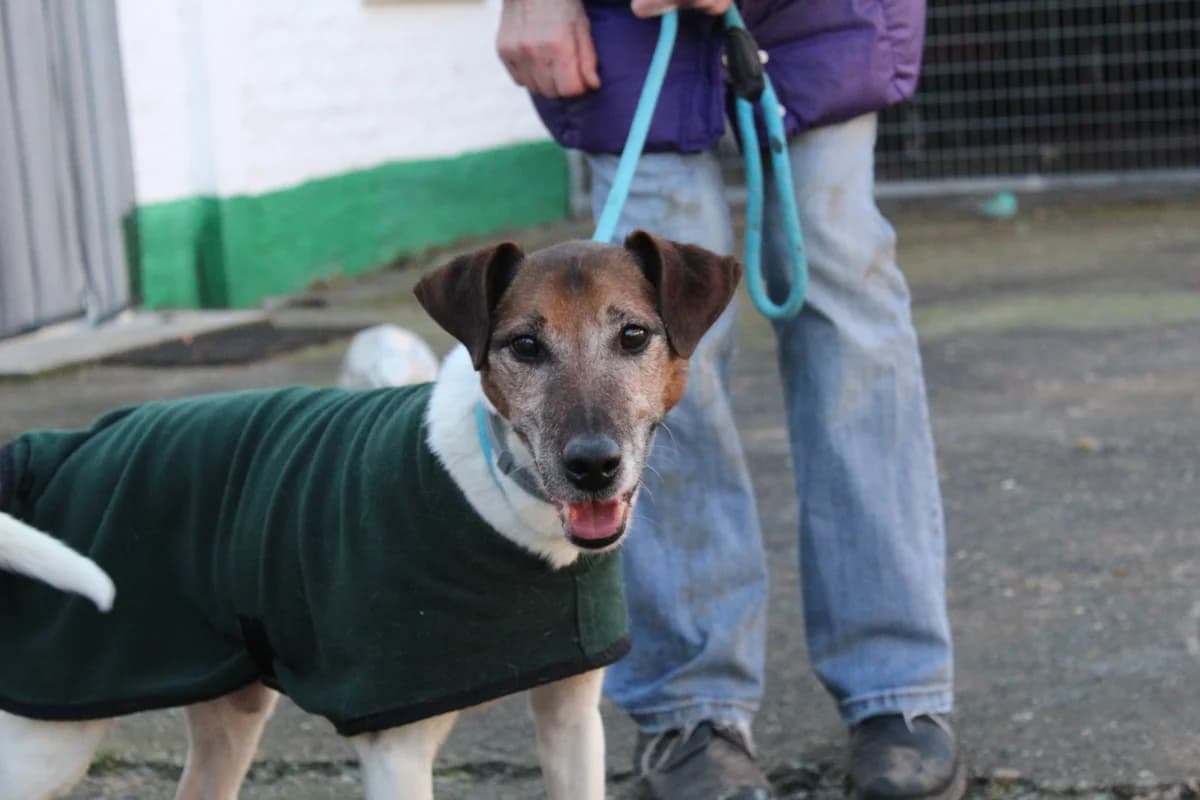 Oy, male senior Mixed Breed for adoption at Tierheim Oellschuetz