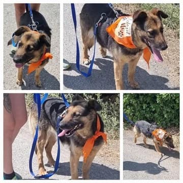 Jaisa sucht ihr Zuhause für immer, male German Shepherd for adoption at Tierheimsponsoring