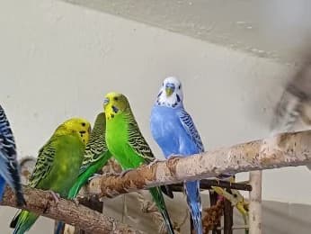 Hubi, Bubi, Young William und Co, male 3yo mixed breed for adoption at Tierheimverein Erfurt