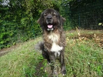 Lanos, 3yo mixed breed for adoption at Tierheimverein Erfurt