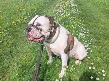 Hubert, male 3yo English Bulldog for adoption at Tierheimverein Erfurt