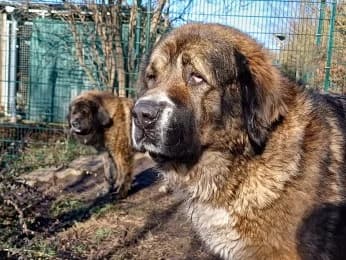 Ivanca, female 7yo mixed breed for adoption at Tierheimverein Erfurt