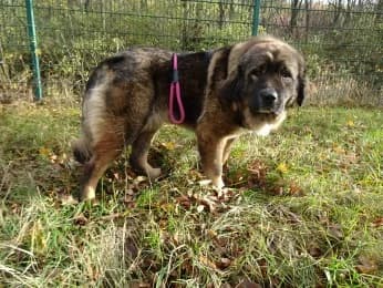Nika, female 3yo mixed breed for adoption at Tierheimverein Erfurt