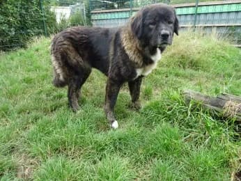 Nikita, female 3yo mixed breed for adoption at Tierheimverein Erfurt