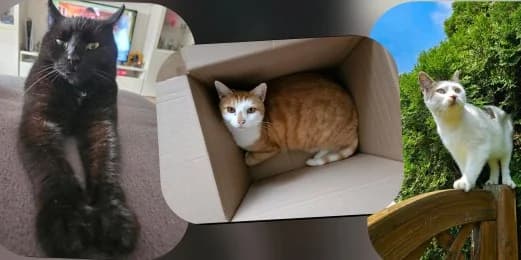 Mohrle, Leo & Pünktchen, schwarz  senior European Shorthair for adoption at Tierheimverein Erfurt