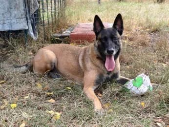 Balu, male 6yo Mixed Breed for adoption at Tierheimverein Erfurt