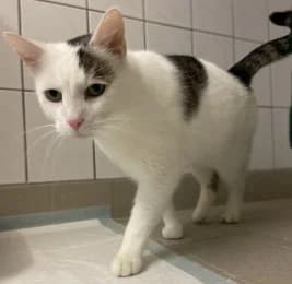 Hannes, male 3yo European Shorthair for adoption at Tierheimverein Erfurt