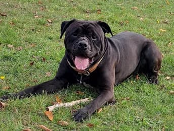 Milbe, male 3yo Cane Corso for adoption at Tierheimverein Erfurt