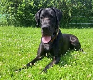 Alea, female 3yo Great Dane for adoption at Tierheimverein Erfurt