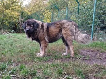 Viva, female 5yo mixed breed for adoption at Tierheimverein Erfurt