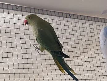 Agathe, female mixed breed for adoption at Tierheimverein Erfurt
