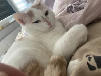 Maddy, male 4yo European Shorthair for adoption at Tierheimverein Erfurt