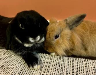 Waltraud & Bobo, schwarz  3yo mixed breed for adoption at Tierheimverein Erfurt
