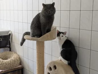 Ulli & Strolch, male European Shorthair for adoption at Tierheimverein Erfurt