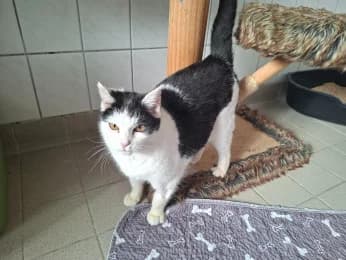 Karin, female 5yo European Shorthair for adoption at Tierheimverein Erfurt