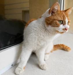 Rosalie, female 4yo European Shorthair for adoption at Tierheimverein Erfurt