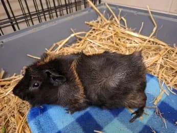 Max, male young mixed breed for adoption at Tierheimverein Erfurt