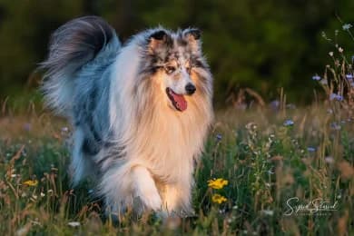Eddie, male 6yo Collie for adoption at Tierheimverein Erfurt