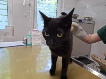 Nemesis, female young European Shorthair for adoption at Tierheimverein Erfurt